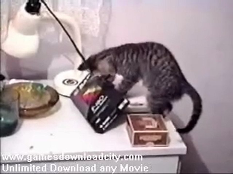 Home Video Crazy Animals