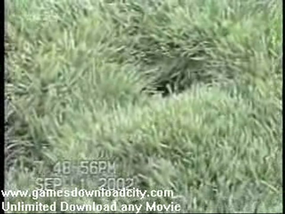 People and Animals Funny Home Video