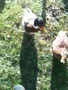 Ljcrackus Et Les Canards