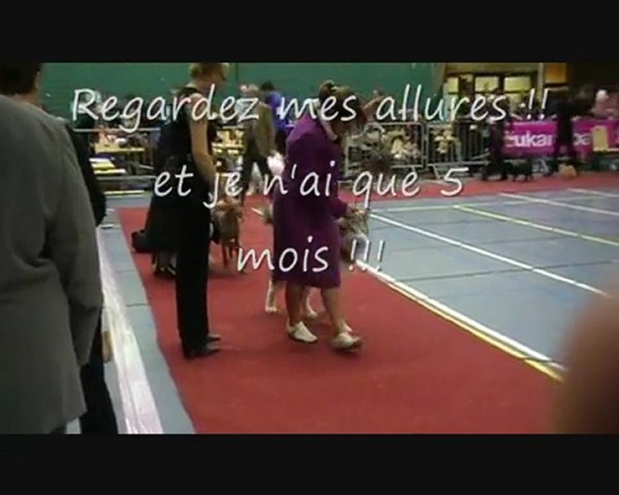 BPIS Kinuk's Ice Man