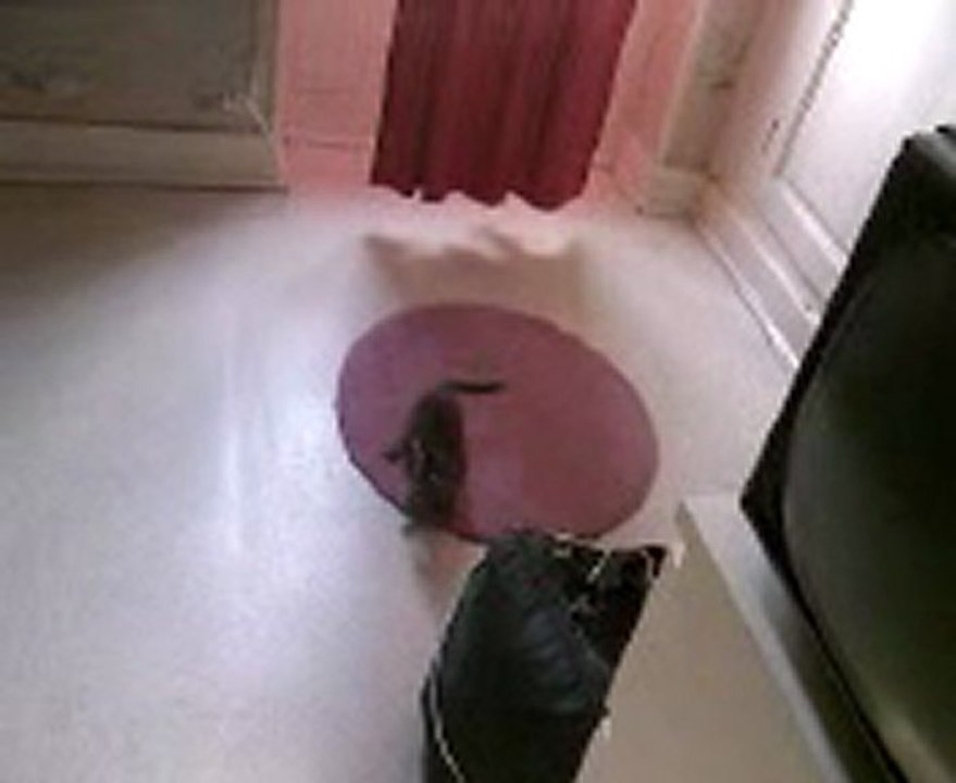 cat's trip
