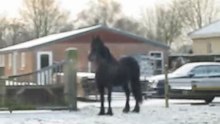 Grietje 02-01-2010