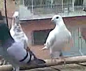 Sinan Abi'nin Kuşları İSKENDERUN