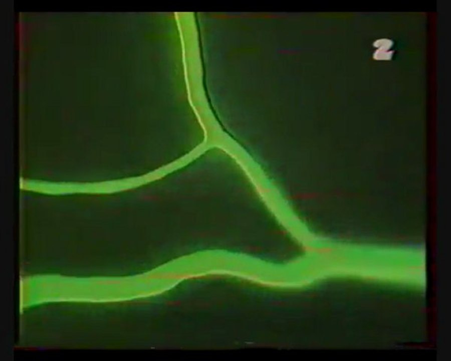 Naczynia obwodowe