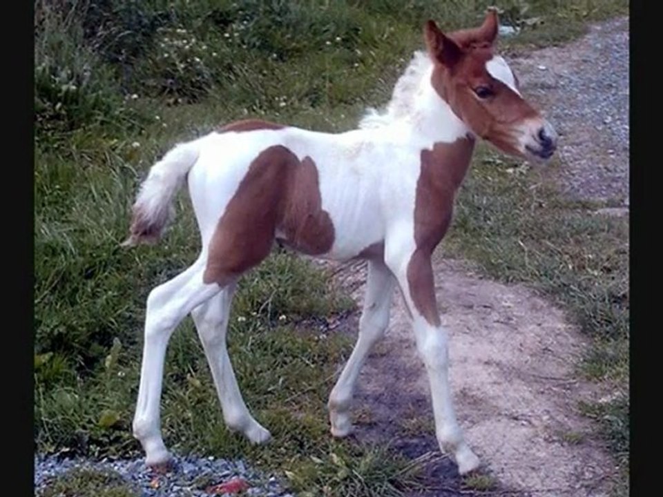 tumba