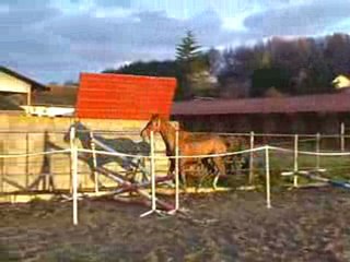 Félée - petit croisillon