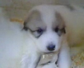 Chiot patou du Haras de chante-Neige