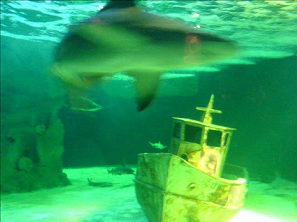 Diaporama de mes photos de la nature music shaman