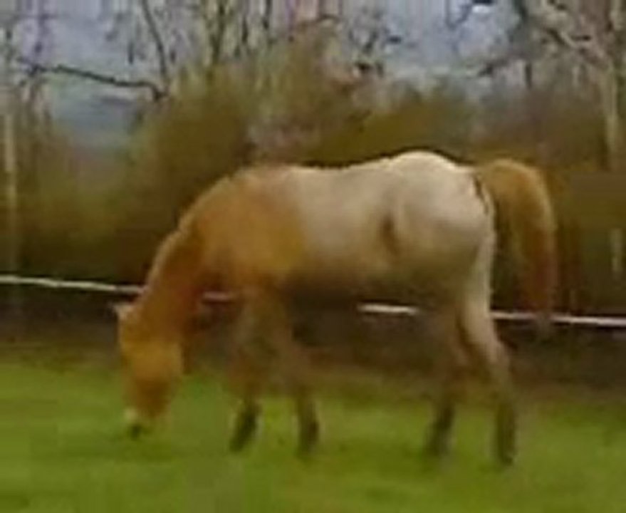 Appaloosa pleins papiers, poulain du haras de Chante-neige