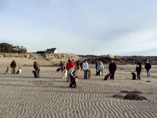 Marche au pied et pas bouger !