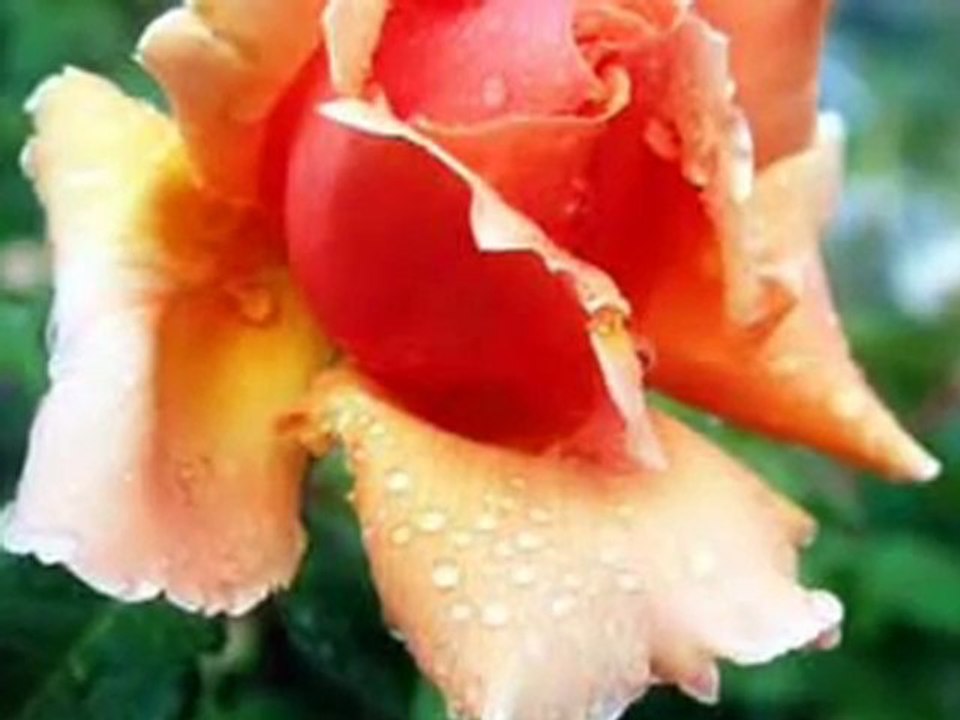 Eros Rain - Chris Spheeris