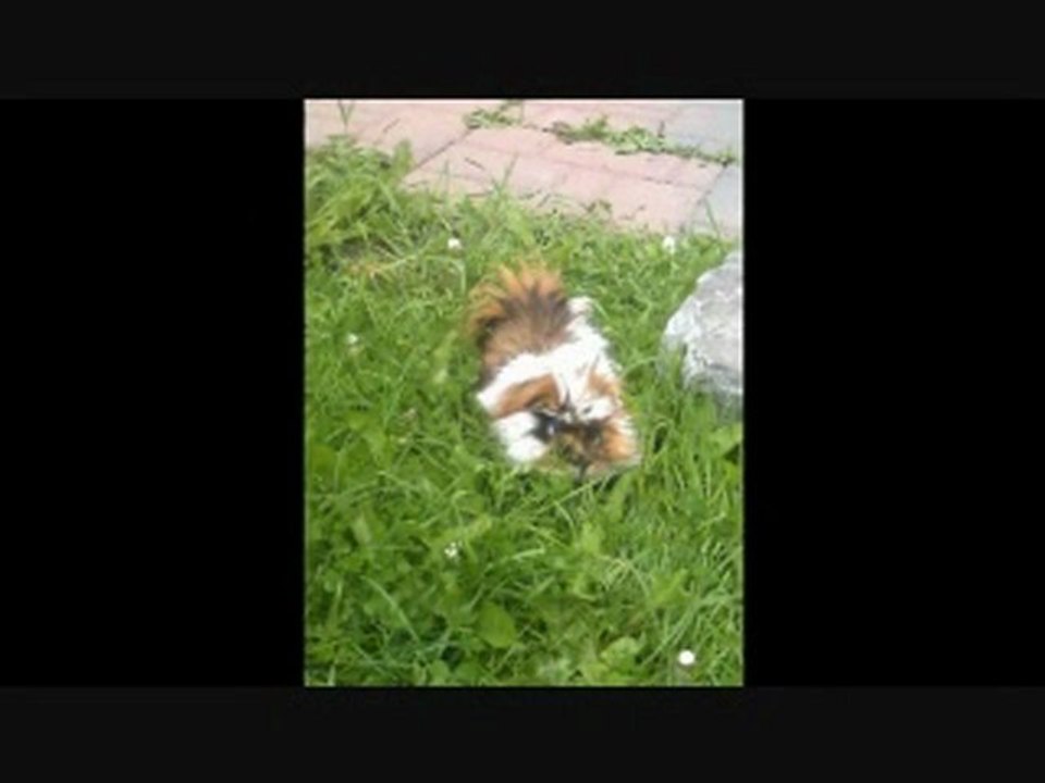 R.I.P Tas de Poil