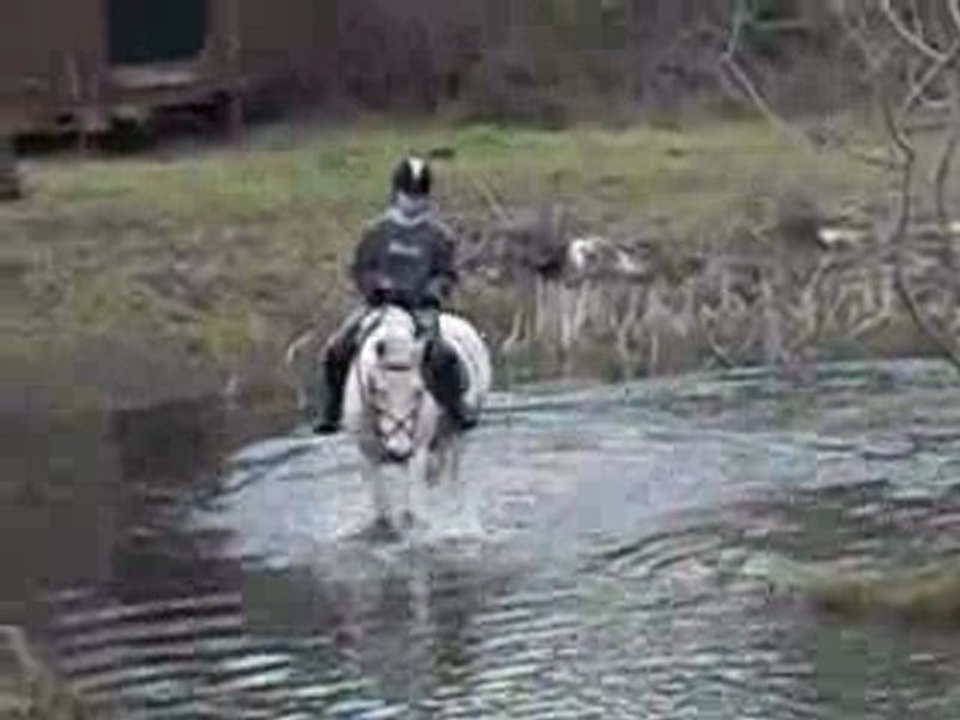 poney qui fait du cross