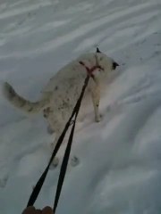 Mon Chien Mon Amour Kaline