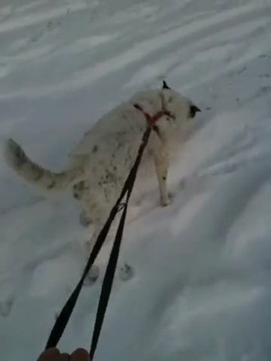 Mon Chien Mon Amour Kaline