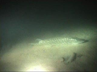 brochets du lac Léman