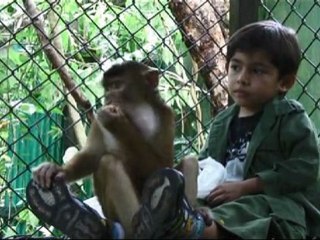 Episode 1, The pig-tailed macaque