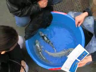 nieuwe KOI kijken. kims koi Kemperhout (3)