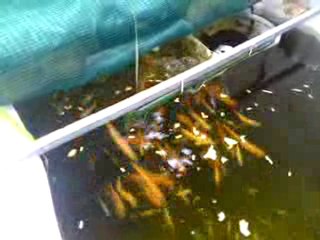 petite carpe koi