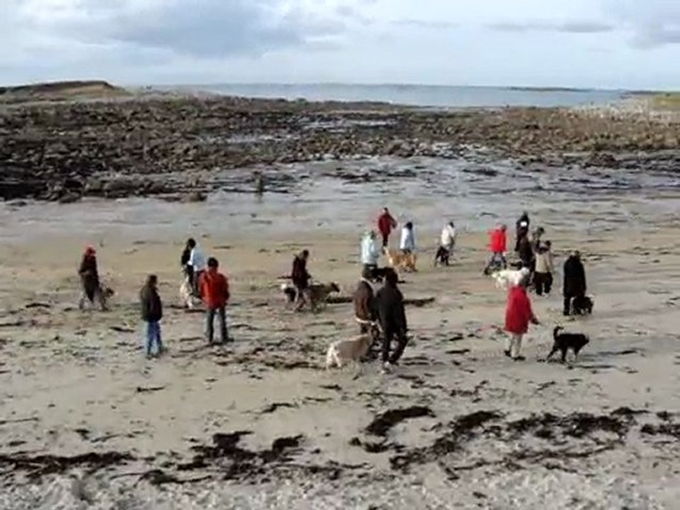 Marche au pied, marche en laisse