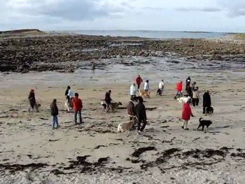 Marche au pied, marche en laisse