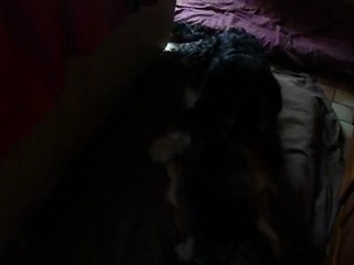 Jeux de chiens