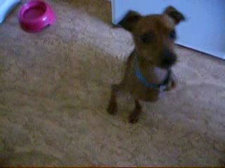 Filou mange de la salade