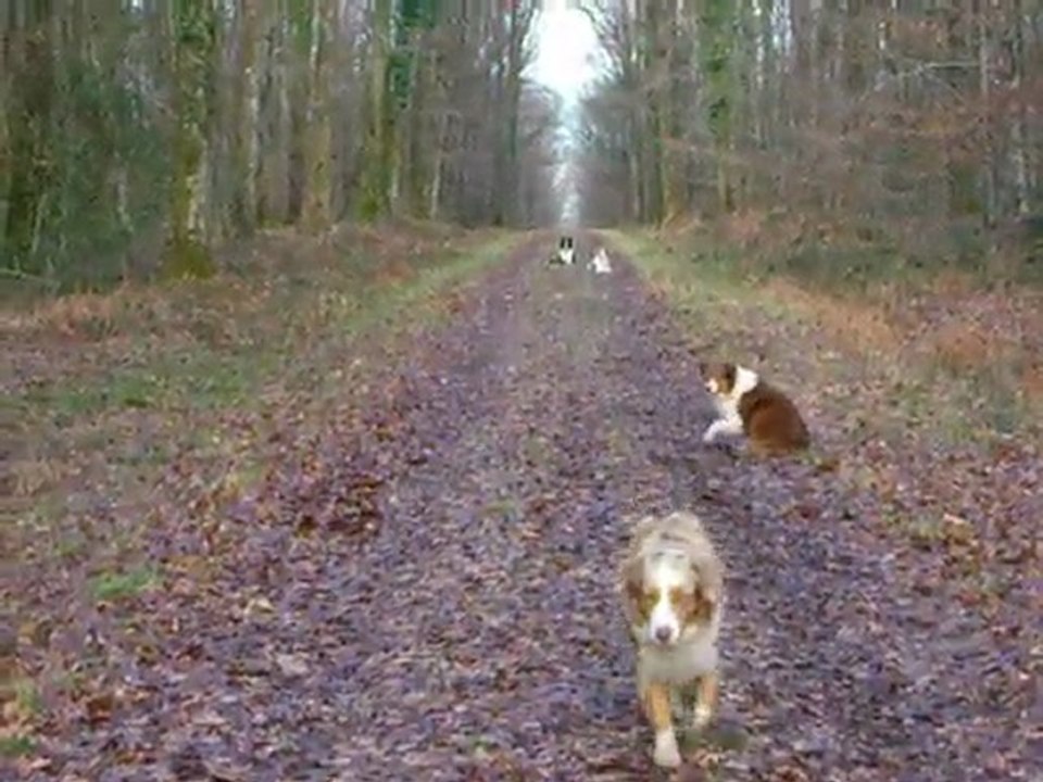 Exercice en forêt, janvier 2010