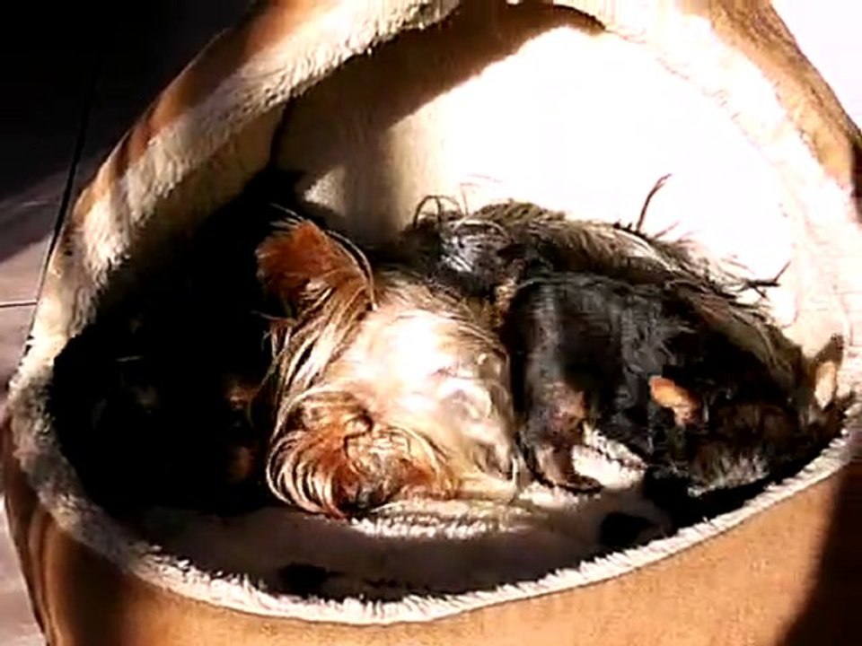 Darling et sa Première Portée