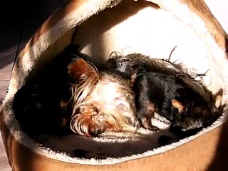 Darling et sa Première Portée