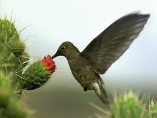 COLIBRI - AERODINAMICA DEL COLIBRI - DOCUMENTAL