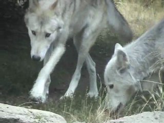 les Loups du Gévaudan