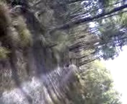 concert de cigales dans le sud-ouest