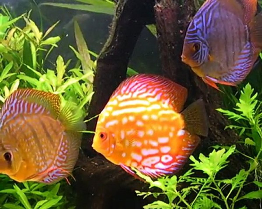 discus chez dany et marc