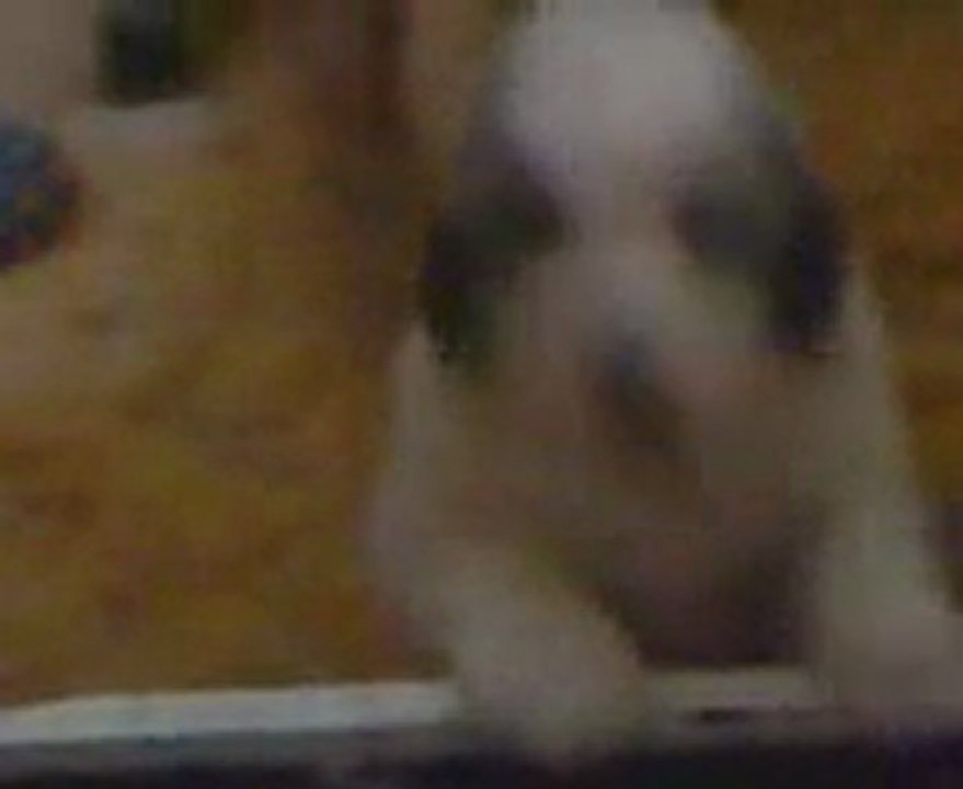 Chiot montagne des pyrénées LOF du Haras de Chante-neige