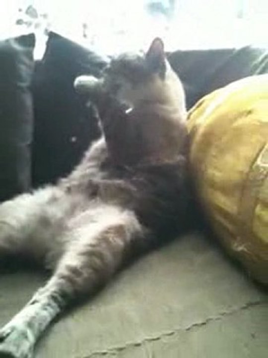 Le Katou...