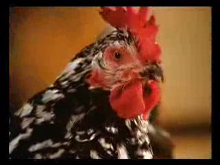 La vie privée des animaux-les poules