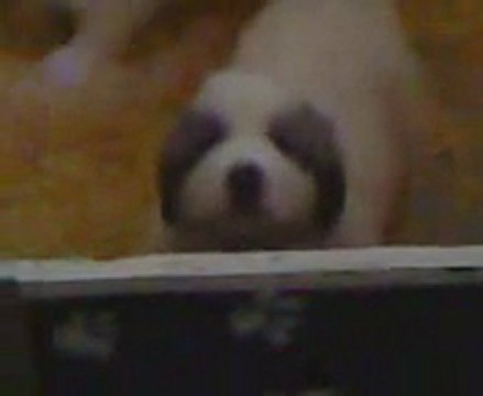 chiot patou LOF du Haras de Chante-Neige