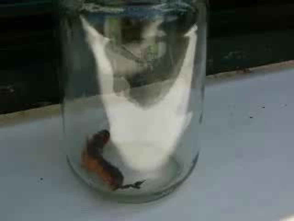 Cossus cossus
