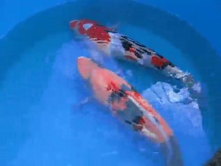 nieuwe KOI kijken. kims koi Kemperhout (7)