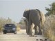Namibie 2009 - Elephants