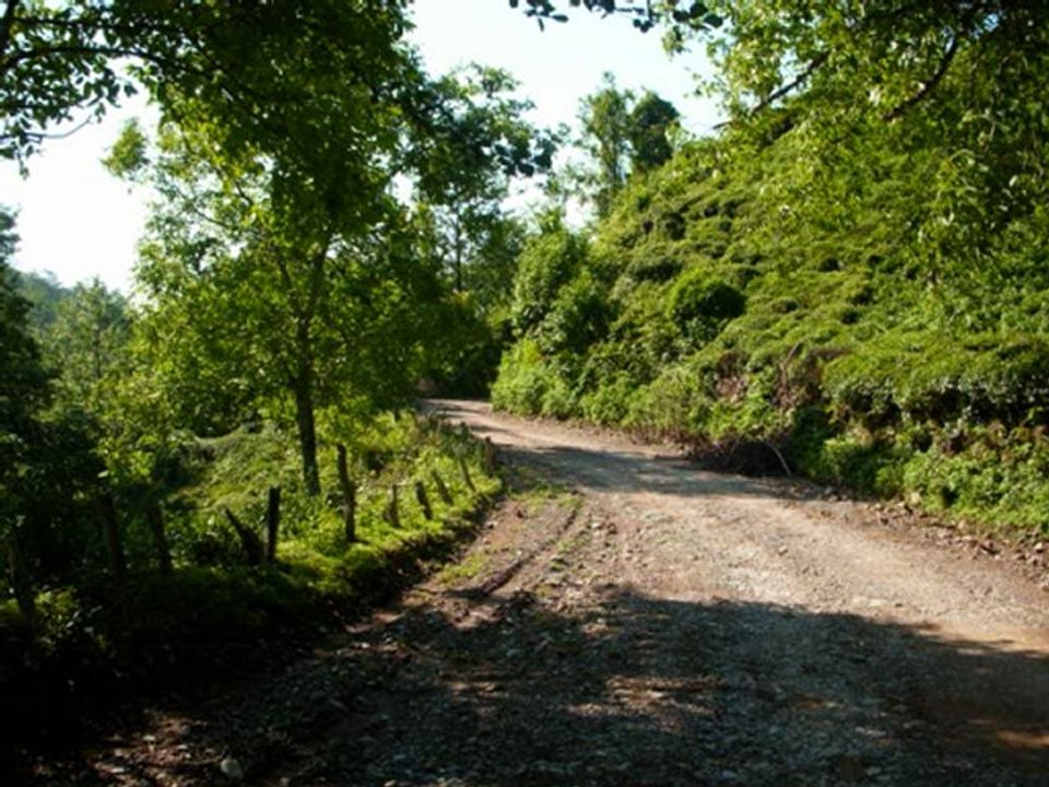 Ne aglarsin benim zulfu siyahim