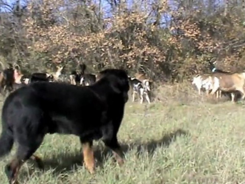 Urkan Berger de Beauce au travail sur troupeau de chèvres