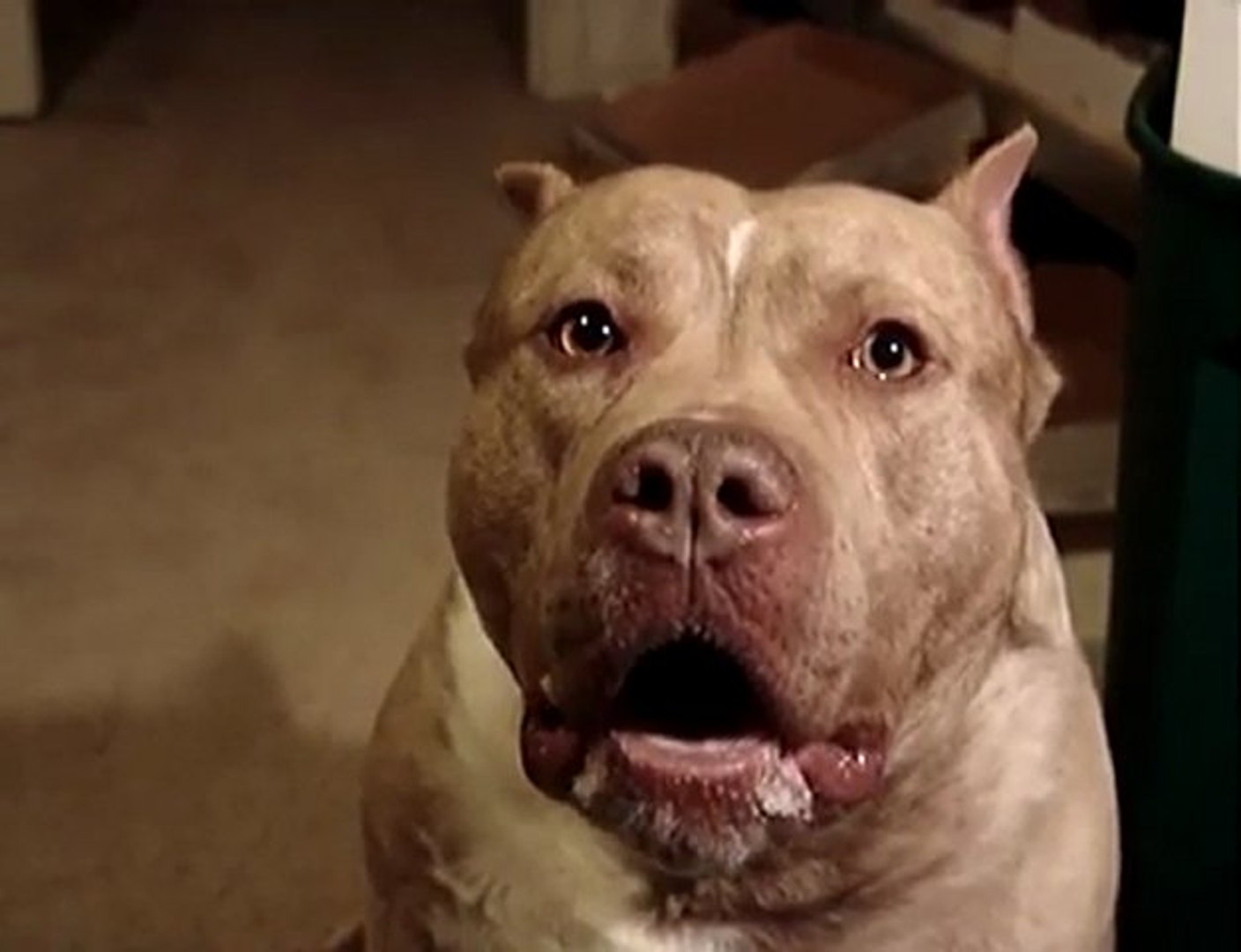 ⁣American Pitbull
