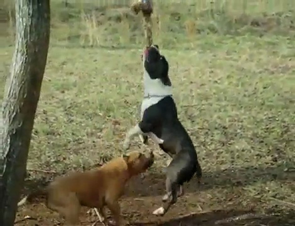 Deux Pitbull en action
