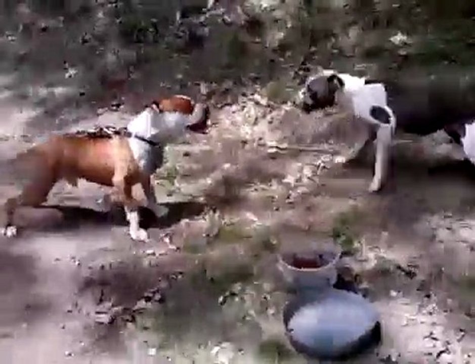 Deux pitbull face a face