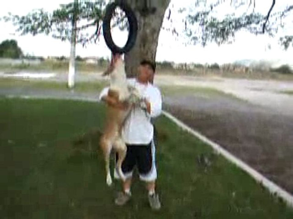 Pitbull en action