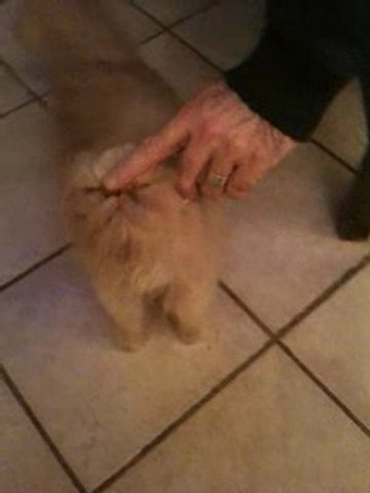 Chloée, une chatte épatante !!!