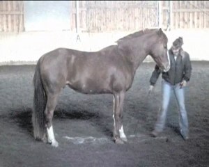 Franky Horsemanship