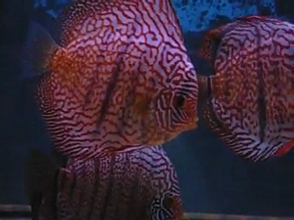 discus grossissement 2010 Janvier 2